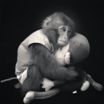 Monkey Series-12