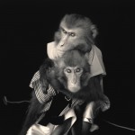 Monkey Series-13