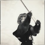 Monkey Series-15