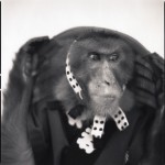 Monkey Series-2