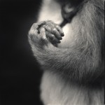 Monkey Series-3