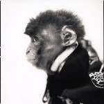 Monkey Series-9