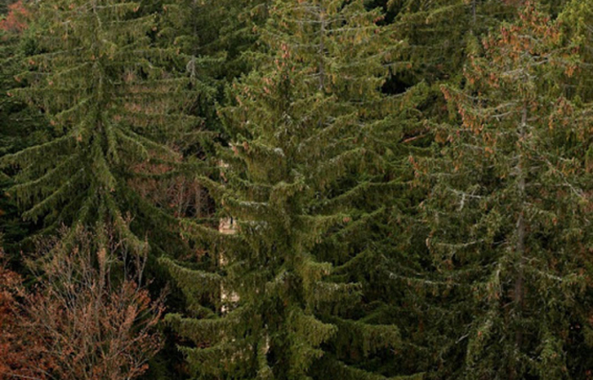 The World’s Longest Tree Top Walk