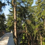 The World's Longest Tree Top Walk5