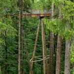 The World's Longest Tree Top Walk7