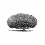 Tree with Haircuts-8