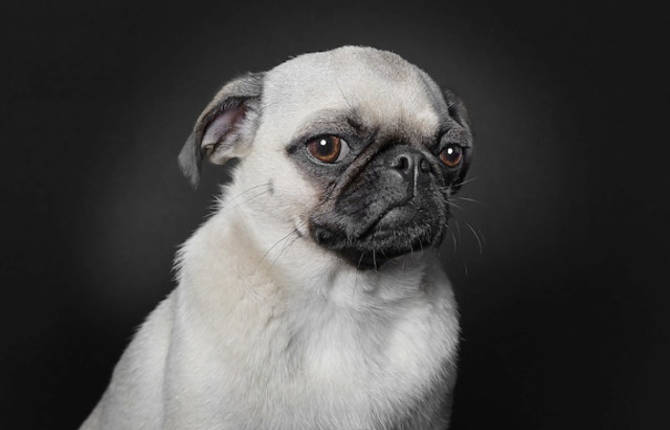 Portraits of Dogs With Human Expressions
