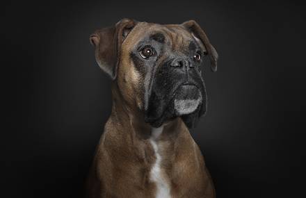 Portraits of Dogs With Human-Like Expressions