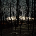 saveur_trees 001