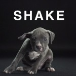 Shake with Dogs8