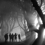 Mystical Morning, The Dark Hedges, County Antrim, Northern Ireland