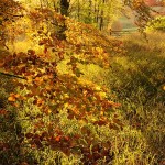 Autumn Colour at Polesden Lacey, Surrey, England