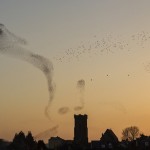 Starlings over Carmarthen, South-west Wales