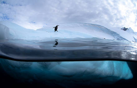Antarctic Wildlife by Justin Hofman