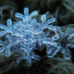 Macro Snowflake-2