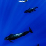 Models Underwater shoot with Whales