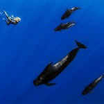 Models Underwater shoot with Whales10