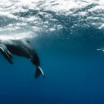 Models Underwater shoot with Whales2