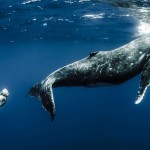 Models Underwater shoot with Whales3