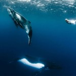 Models Underwater shoot with Whales4