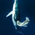 Models Underwater shoot with Whales5