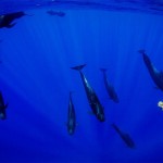 Models Underwater shoot with Whales7