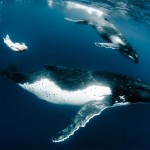 Models Underwater shoot with Whales8