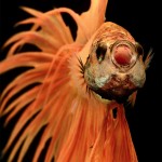 Stunning Portraits of Fish-5