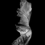 Stunning Portraits of Fish-6