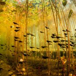 Cloud of Tadpoles