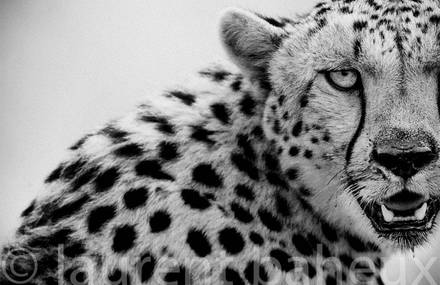 Black and white Africa by Laurent Baheux