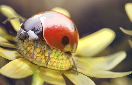 Ladybug Journey – Le voyage de la coccinelle