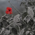 Hibiscus flower is seen on ash-covered plant at Mardingding village in Karo district, Indonesia's north Sumatra province