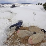 Donald O'Reilly searches for sheep or lambs trapped in a snow drift near weakened animals that had just been rescued, in the Aughafatten area of County Antrim