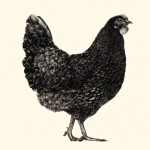 Coq Rico7