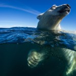 Underwater Polar Bear, Hudson Bay, Nunavut, Canada