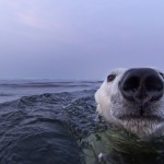 Polar Bear Swimming, Hudson Bay, Canada