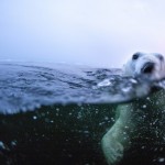 Polar Bear Swimming, Hudson Bay, Canada