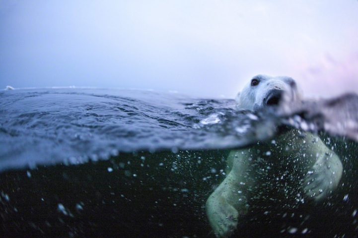 Polar Bear Swimming, Hudson Bay, Canada