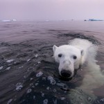 Polar Bear Swimming in Hudson Bay, Canada