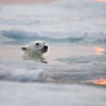 Polar Bear, Hudson Bay, Canada