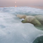 Polar Bear, Hudson Bay, Canada