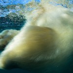 Underwater Polar Bear, Nunavut, Canada