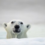 Polar Bear, Hudson Bay, Canada