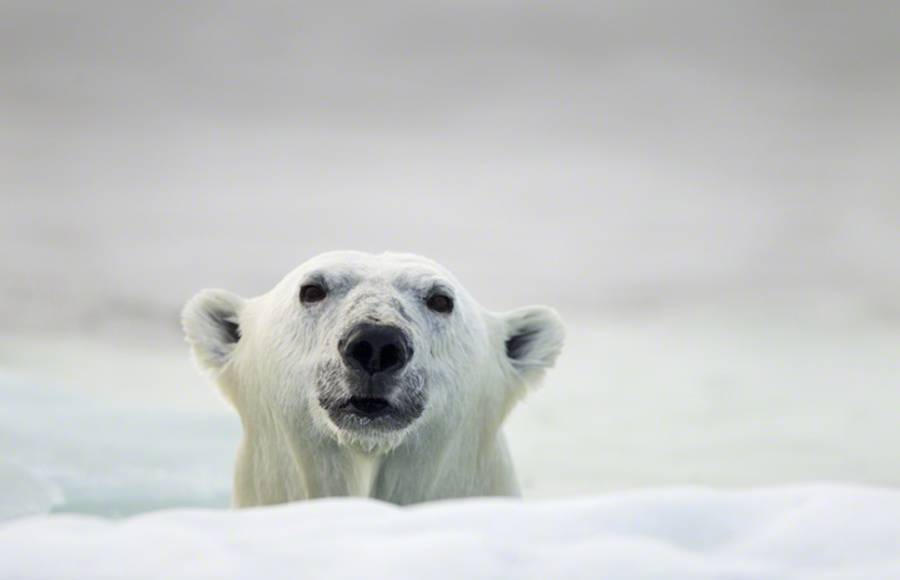 Polar Bear Photography