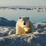 Polar Bear, Hudson Bay, Nunavut, Canada