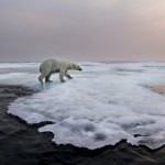 Polar Bear, Hudson Bay, Canada