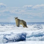 Polar Bear, Hudson Bay, Canada