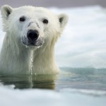 Polar Bear, Hudson Bay, Canada