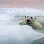 Polar Bear, Hudson Bay, Canada